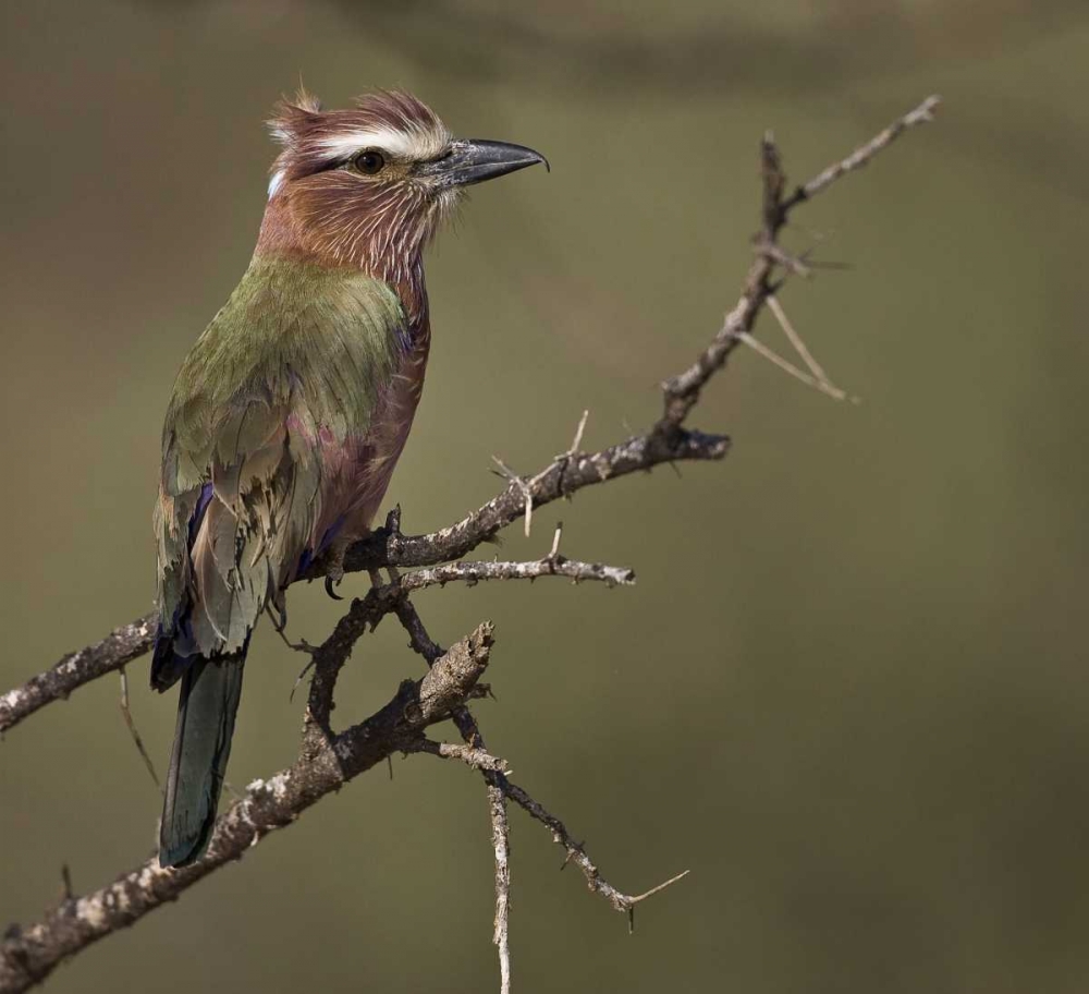Kenya Rufous-crowned roller bird on limb